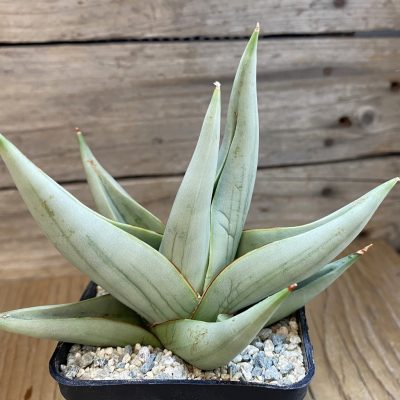 SH39974 Sansevieria 'Chanin Thorut' hybrid