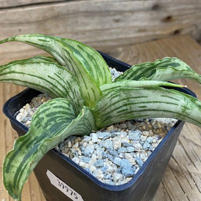 SH39975 Sansevieria ‘Watermelon’ hybrid
