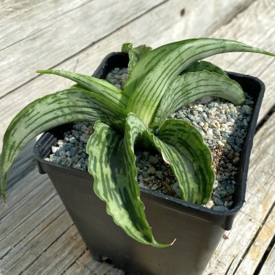 SH39976 Sansevieria ‘Watermelon’ hybrid