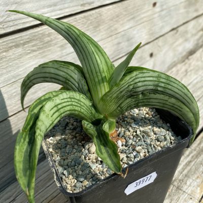 SH39977 Sansevieria ‘Watermelon’ hybrid