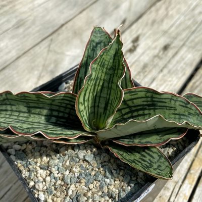 SH39978 Sansevieria ‘Cleopatra’ hybrid