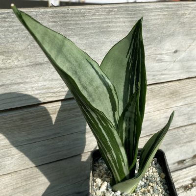 SH39981 Sansevieria ‘Brazilian Moonshine’