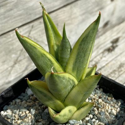 SH39982 Sansevieria ‘Pagoda’ hybrid f. variegata