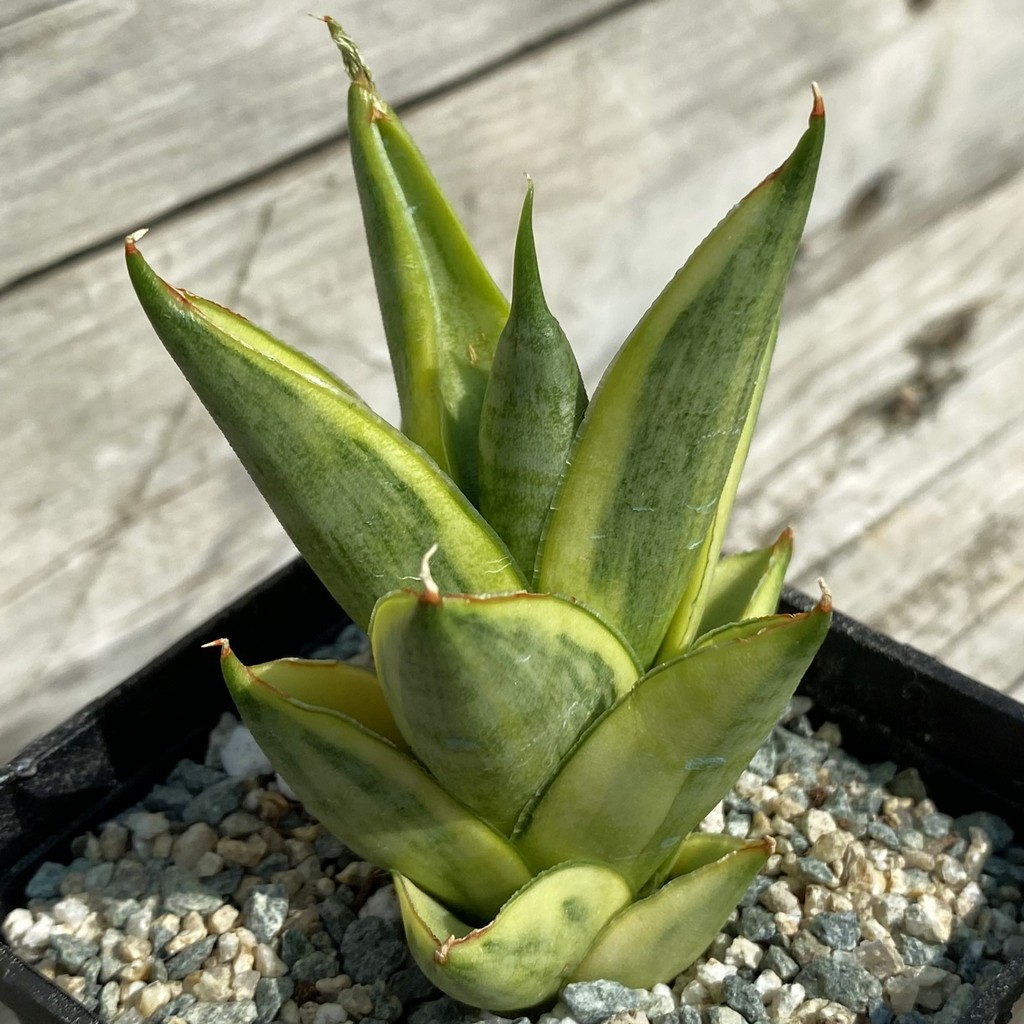 SH39982 Sansevieria ‘Pagoda’ hybrid f. variegata