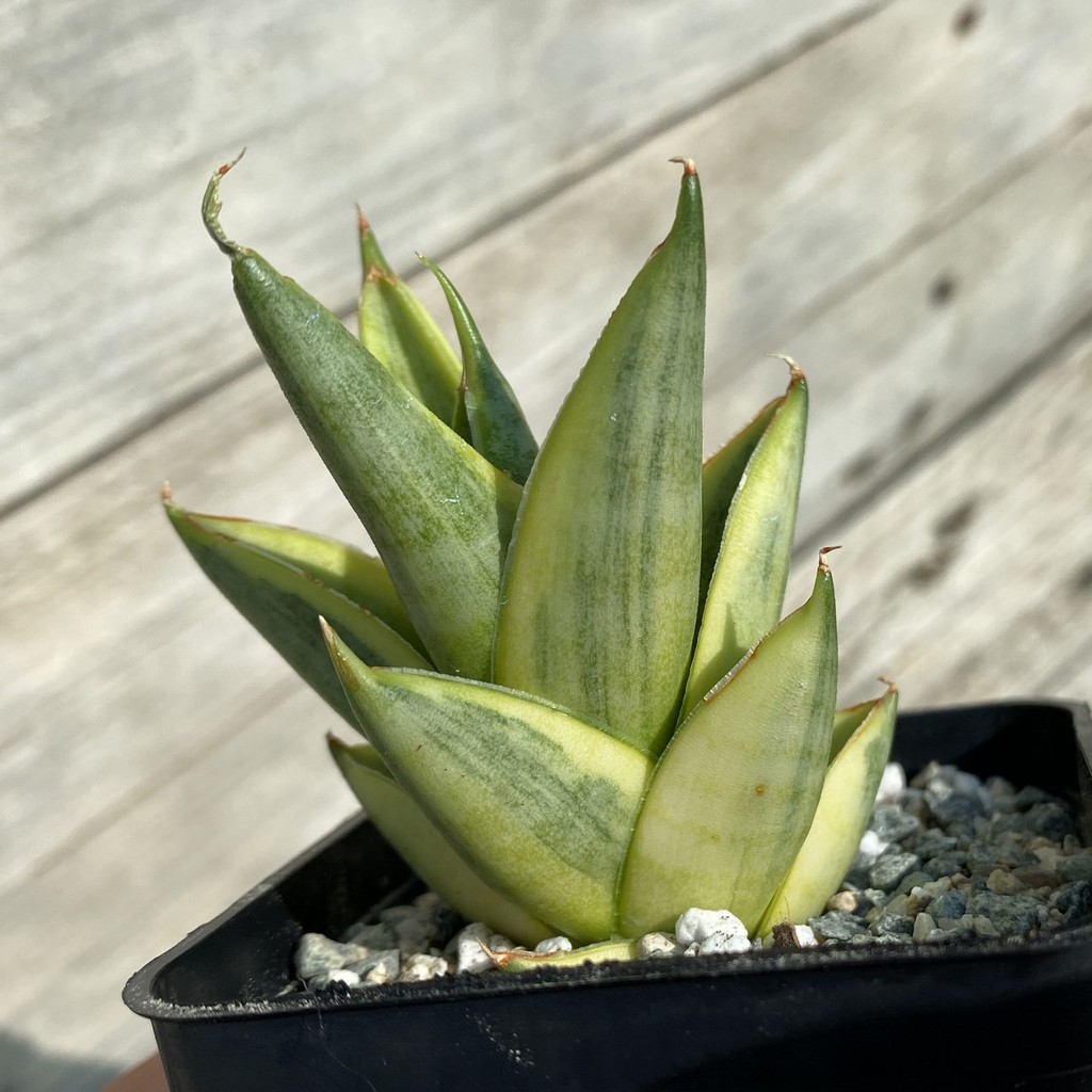 SH39982 Sansevieria ‘Pagoda’ hybrid f. variegata - Image 2