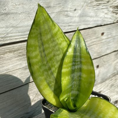 SH39983 Sansevieria ‘Futura Hendrika’