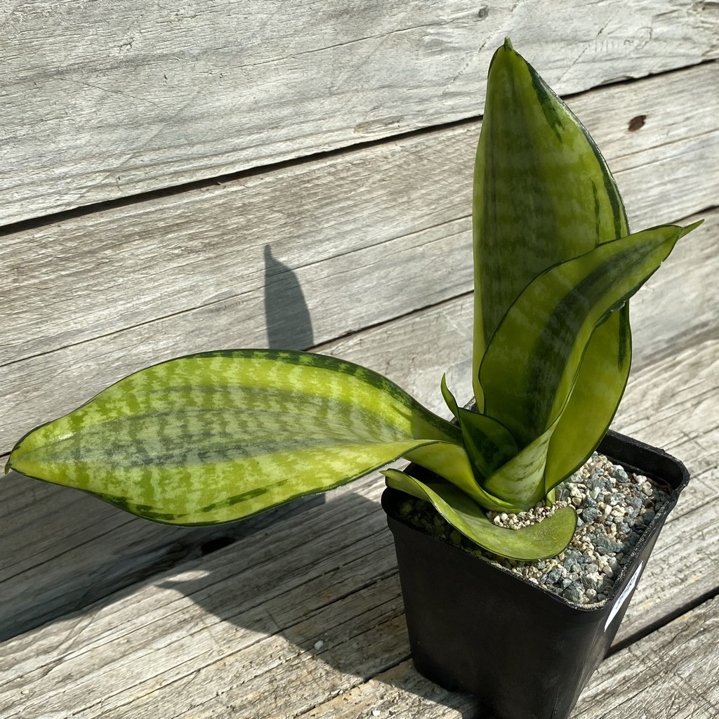 SH39983 Sansevieria ‘Futura Hendrika’ - Image 2