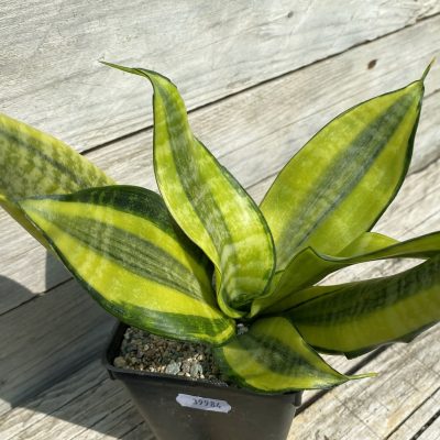 SH39984 Sansevieria ‘Futura Hendrika’