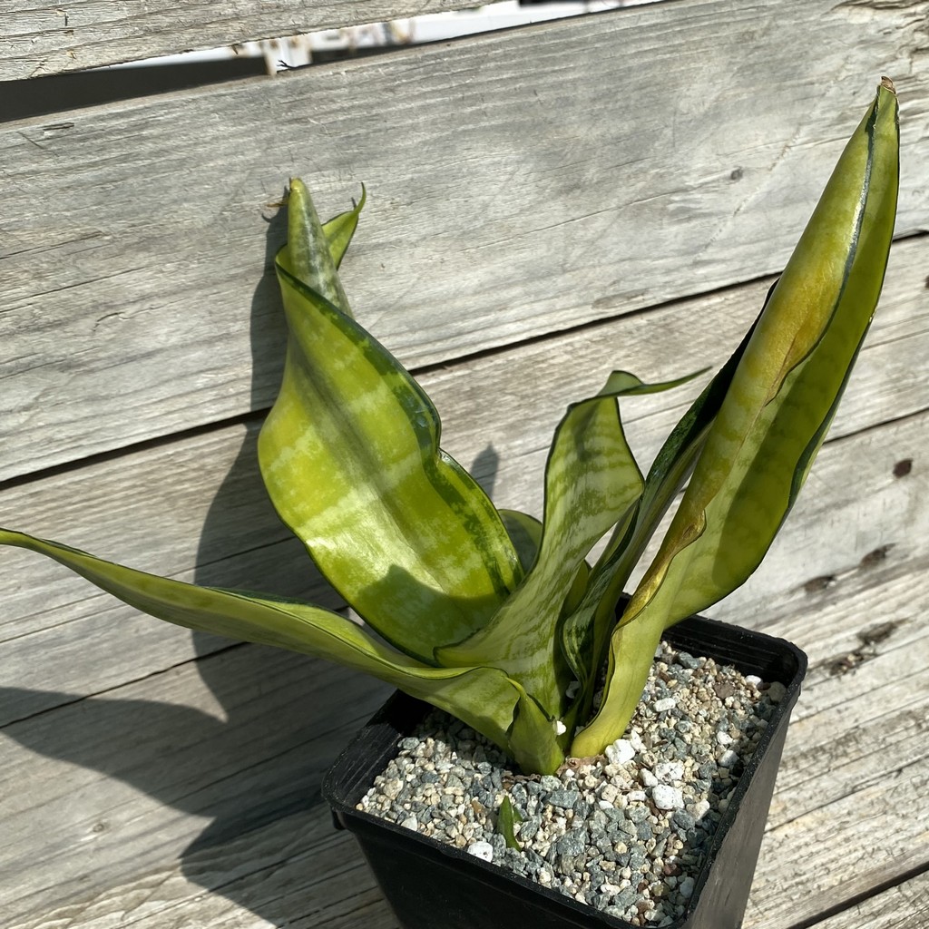 SH39984 Sansevieria ‘Futura Hendrika’ - Image 2