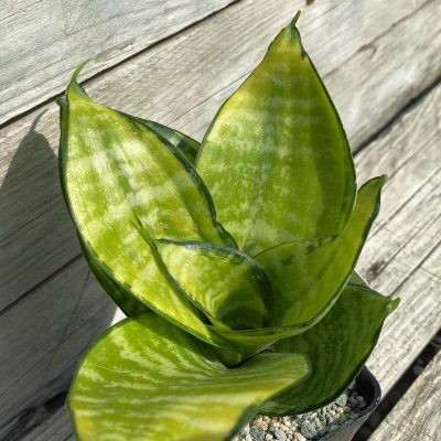 SH39985 Sansevieria ‘Hahnii Philippine’