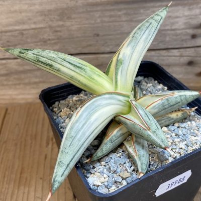 SH39988 Sansevieria ‘Blue Clone’ f. variegata