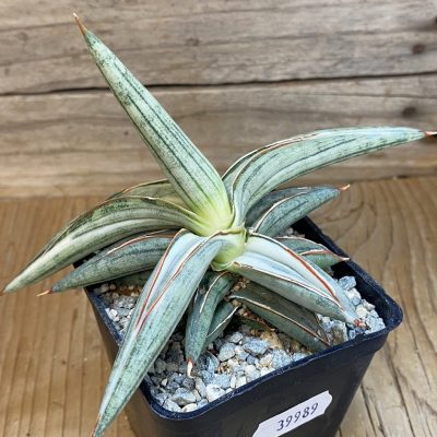 SH39989 Sansevieria ‘Silver Clone’