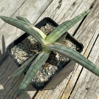 SH39990 Sansevieria ‘Silver Clone’