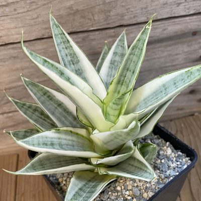 SH39991 Sansevieria ‘Gabriella White’