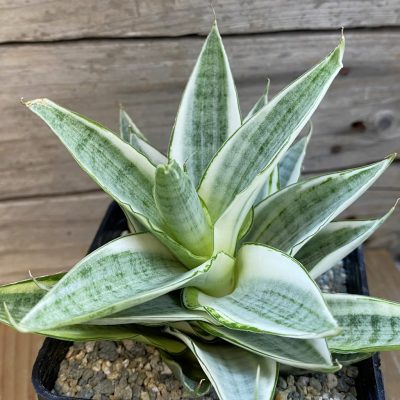 SH39992 Sansevieria ‘Gabriella White’