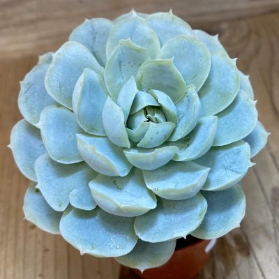 SH39938 Echeveria elegans hybrid