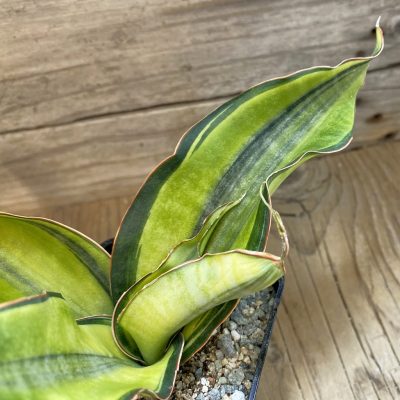 SH39993 Sansevieria ‘Black Rose’