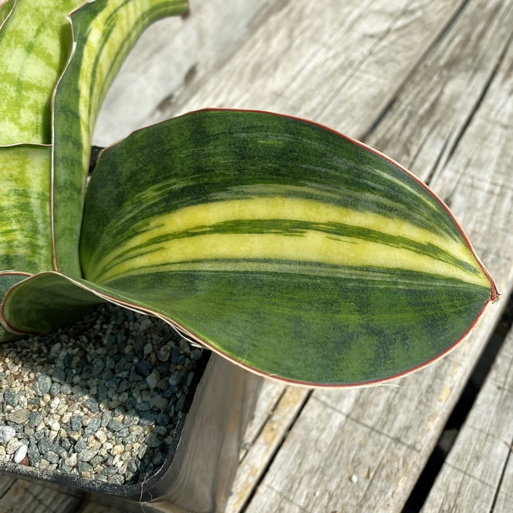 SH39994 Sansevieria 'Mason Bowl' f. variegata