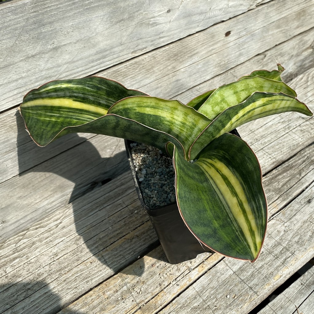 SH39994 Sansevieria 'Mason Bowl' f. variegata - Image 2