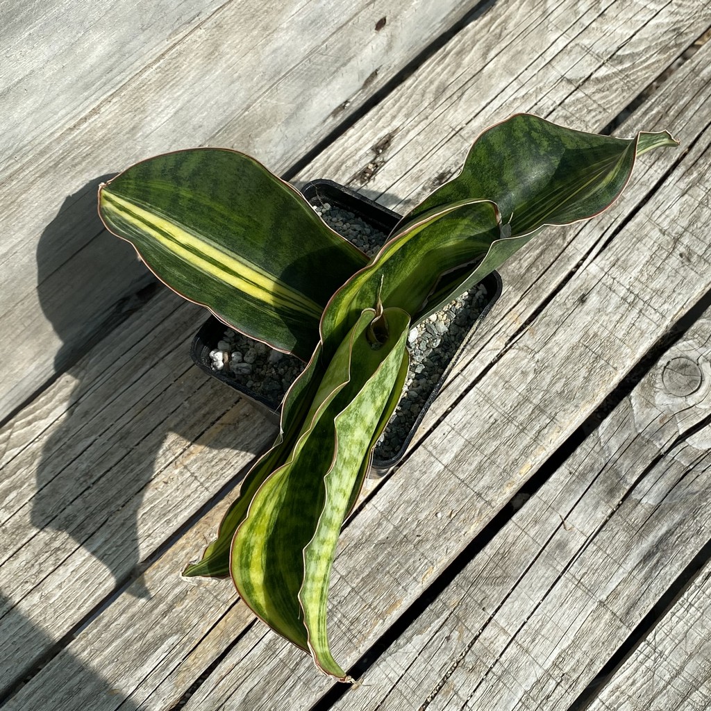 SH39994 Sansevieria 'Mason Bowl' f. variegata - Image 3