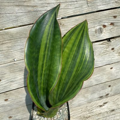 SH39995 Sansevieria 'Malawi'