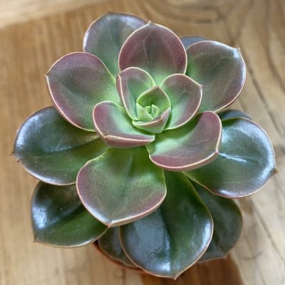 SH39939 Echeveria 'Melaco'