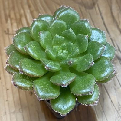 SH39940 Echeveria ‘Sugar Coral’