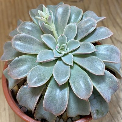 SH39942 Echeveria 'Fantastic fountain'