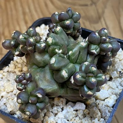SH39943 Gymnocalycium mihanovichii ‘Transformer’