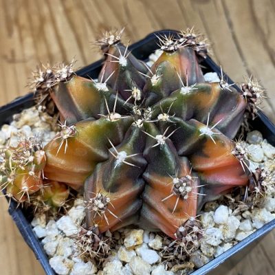 SH39944 Gymnocalycium mihanovichii 'Root Beer'