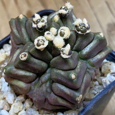 SH39945 Gymnocalycium mihanovichii ‘North Star’