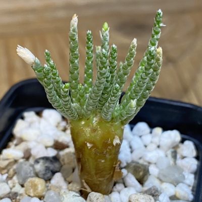 SH39947 Avonia alstonii