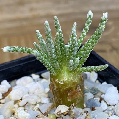 SH39948 Avonia alstonii