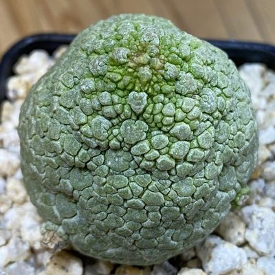 SH39950 Pseudolithos migiurtinus hybrid