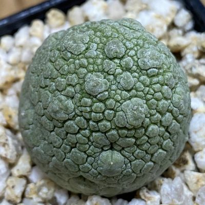 SH39951 Pseudolithos migiurtinus hybrid