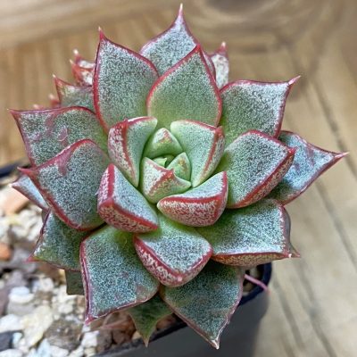 SH39934 Echeveria purpusorum