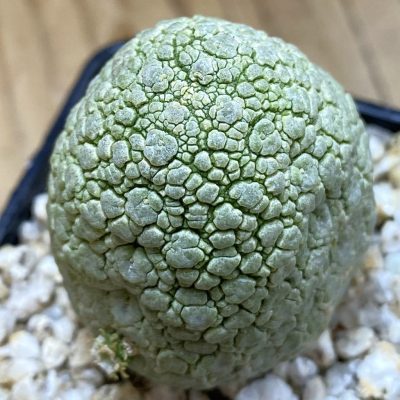SH39953 Pseudolithos migiurtinus hybrid