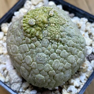 SH39954 Pseudolithos migiurtinus hybrid