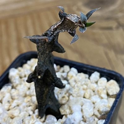 SH39955 Ceropegia bosseri