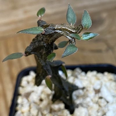 SH39956 Ceropegia bosseri