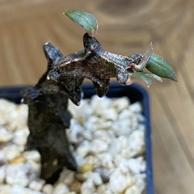 SH39958 Ceropegia bosseri