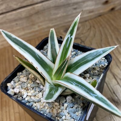 SH39963 Agave victoriae-reginae 'White Rhino'