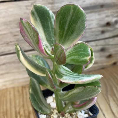 SH39935 Crassula ovata f. variegata