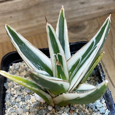 SH39964 Agave victoriae-reginae 'White Rhino'