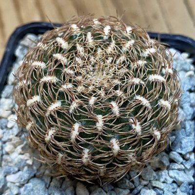 SH40031 Sulcorebutia albissima WF 40 -Plapp-