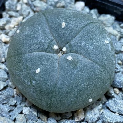 SH39999 Anhalonium williamsii SB 854