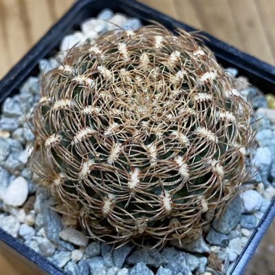 SH40032 Sulcorebutia albissima WF 40 -Plapp-