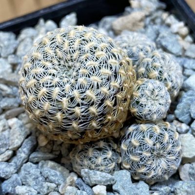 SH40035 Sulcorebutia langeri HS 240