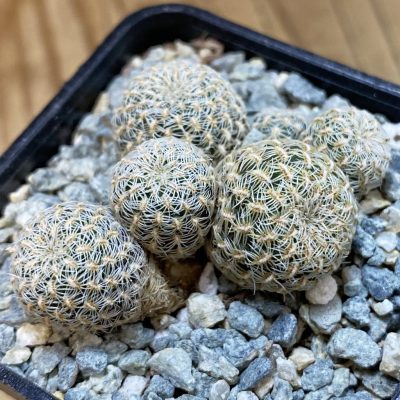 SH40036 Sulcorebutia langeri HS 240