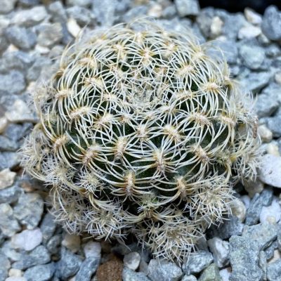 SH40037 Sulcorebutia albini-albida KK 1214